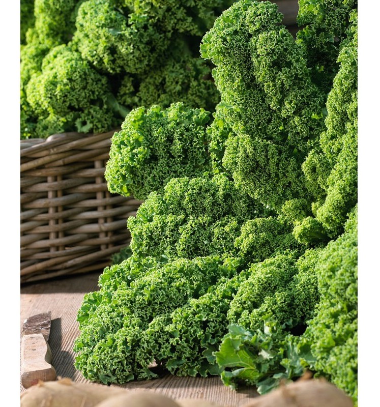 cavolo laciniato verde wind bor