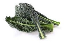 cavolo nero toscano