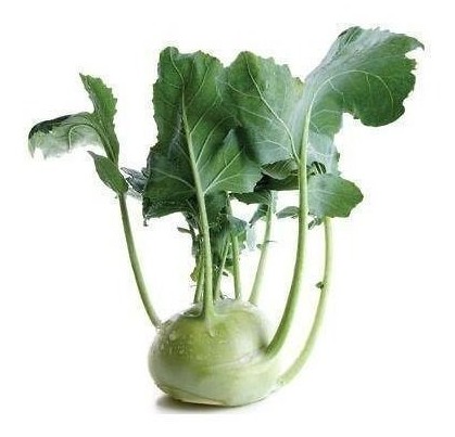cavolo rapa bianca