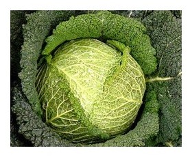 cavolo verza famosa