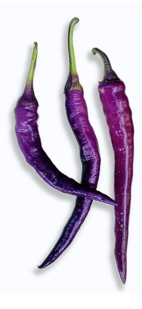 cayenna purple
