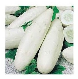 cetriolo bianco