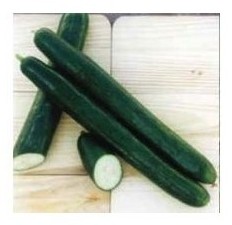 cetriolo lungo pepinex