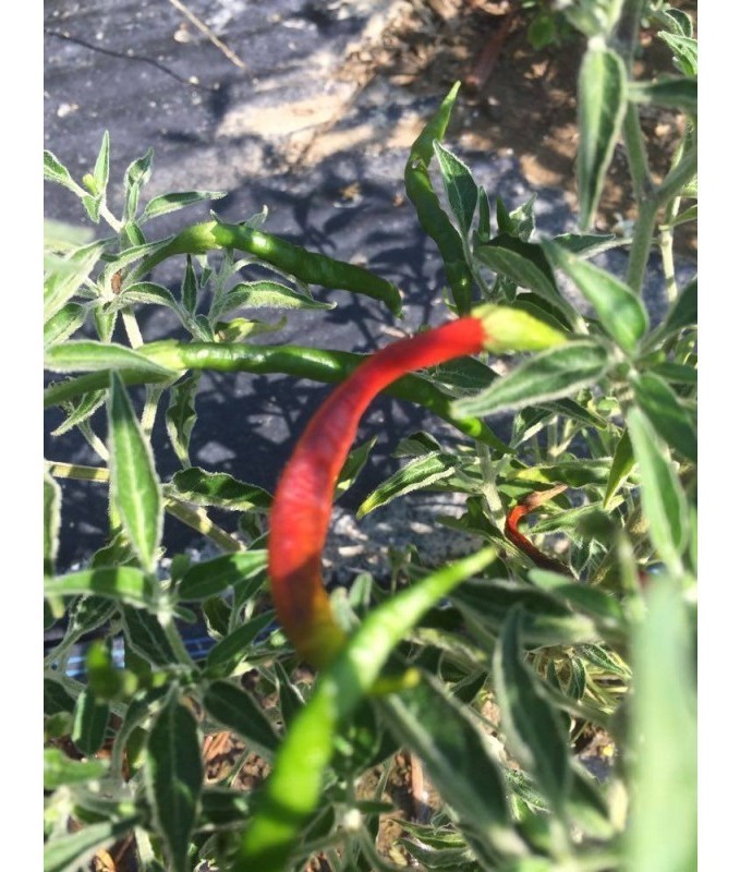chile de arbol velvet