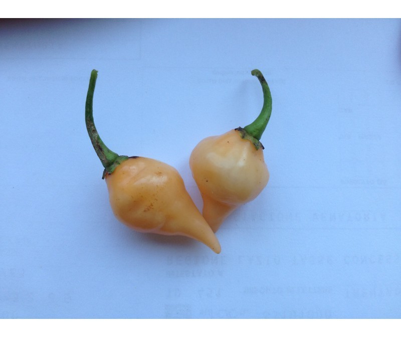 chupetinho big peach
