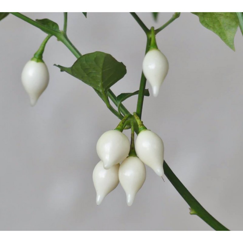chupetinho white