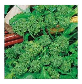 cima di rapa centoventina