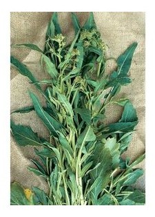 cima di rapa foglia dulivo