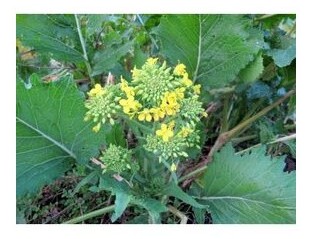 cima di rapa marzatica