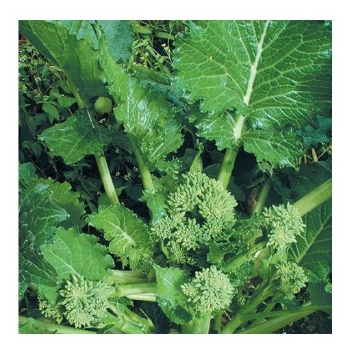 cima di rapa novantina