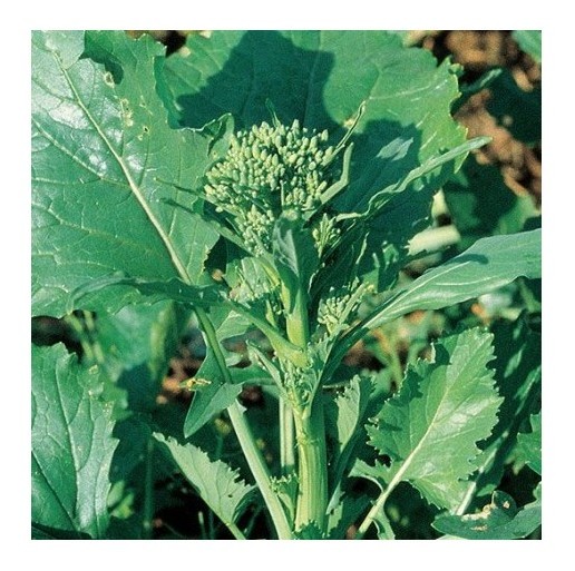 cima di rapa sessantina