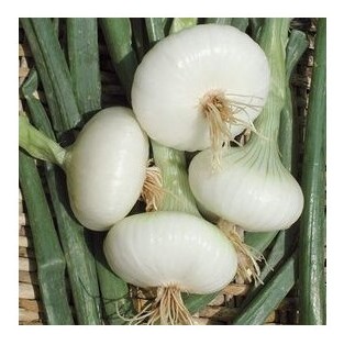 cipolla bianca piatta di maggio