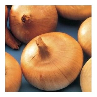 cipolla gialla piatta