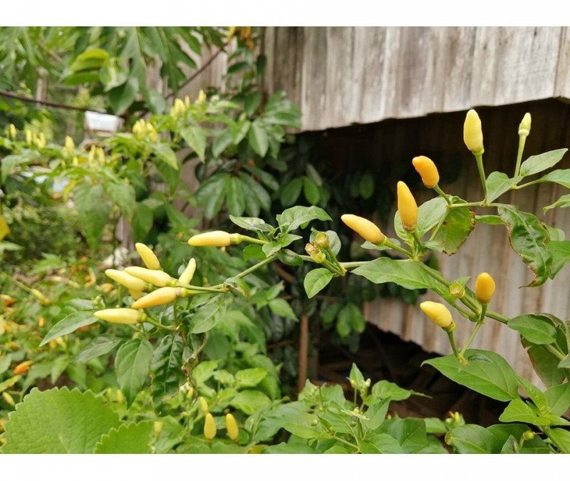 cojote zan yellow
