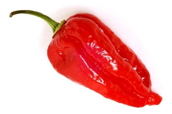 dorset naga