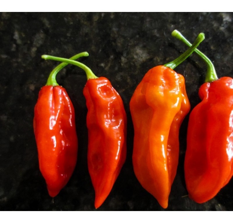 fatalli red