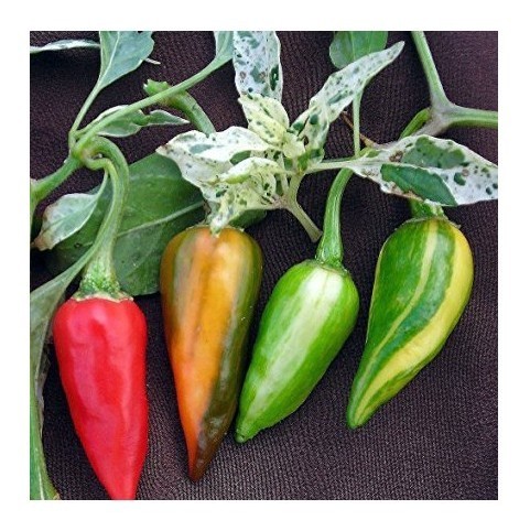 fish pepper