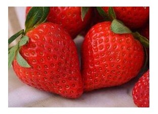 fragole rifiorenti v14