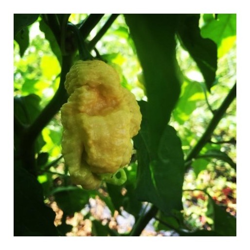 godzilla reaper peach
