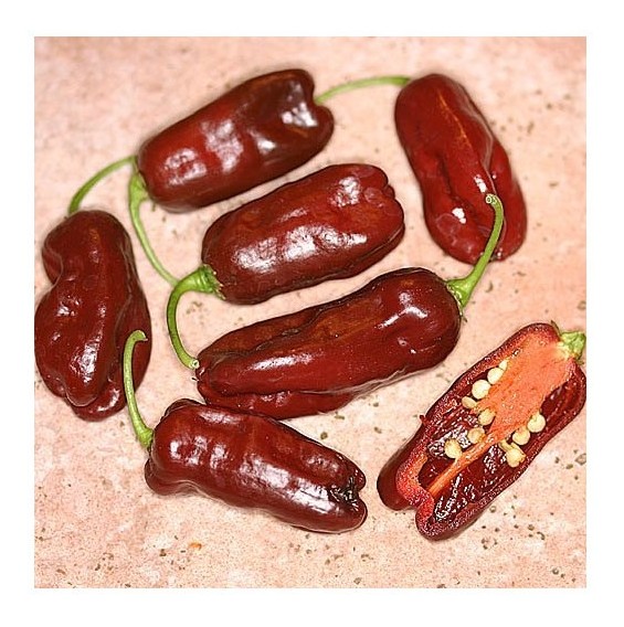 habanero chocolate long