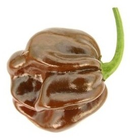 Habanero chocolate
