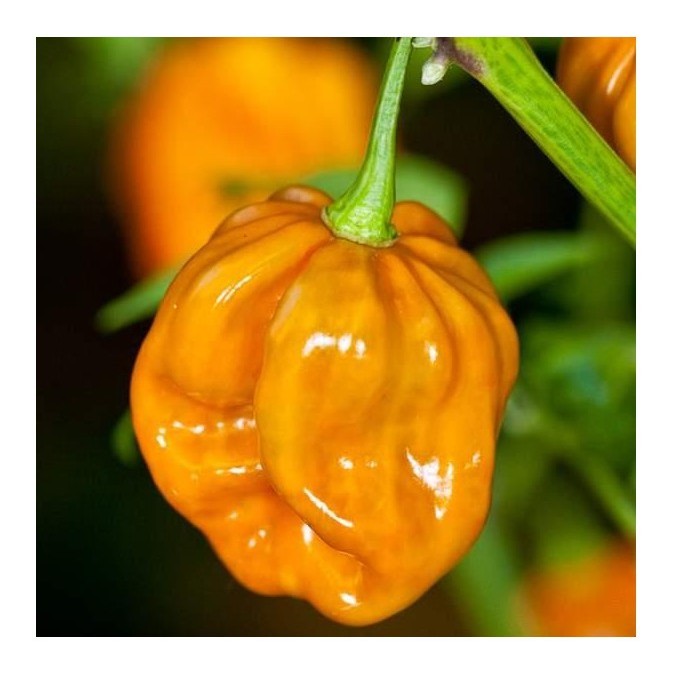 habanero mustard