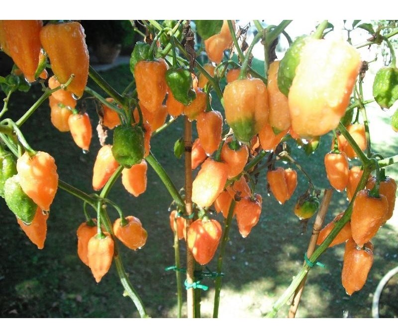 Habanero orange