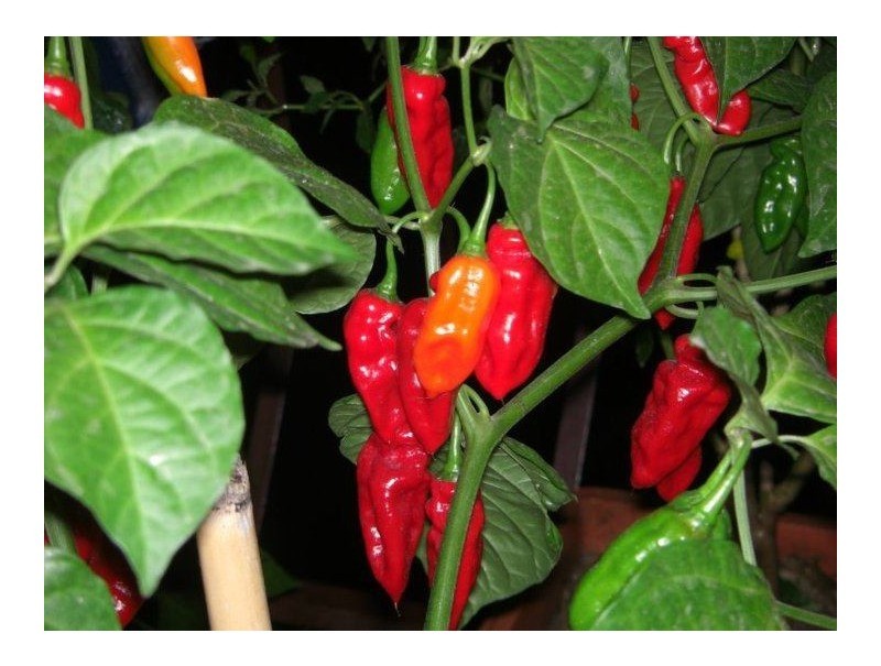 habanero red long