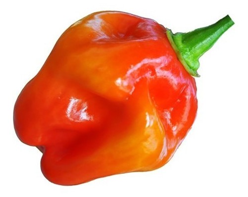 habanero red savina