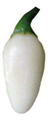 habanero white bullet