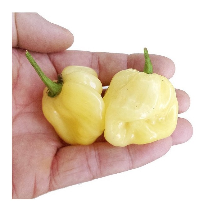 habanero white giant