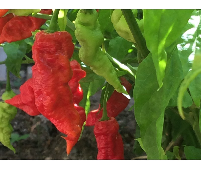 jais ghost scorpion red