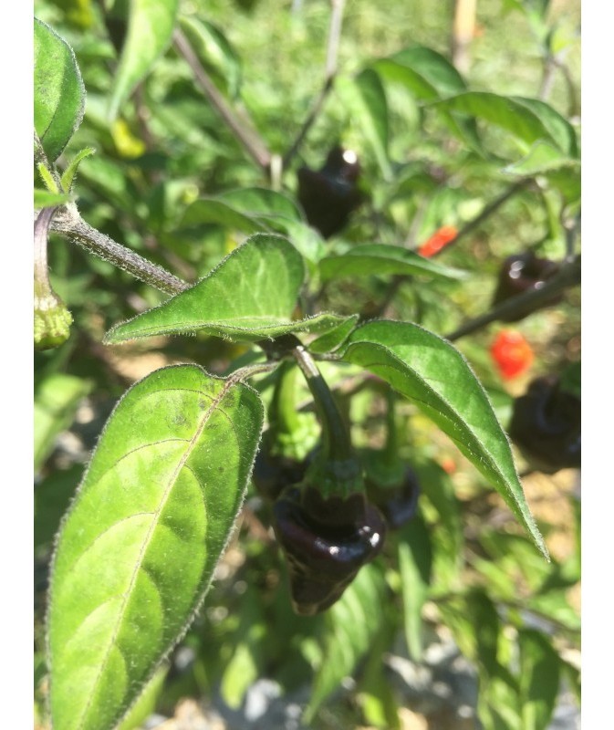 jamaican hot black
