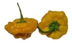 jamaican hot yellow