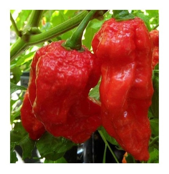 King Naga