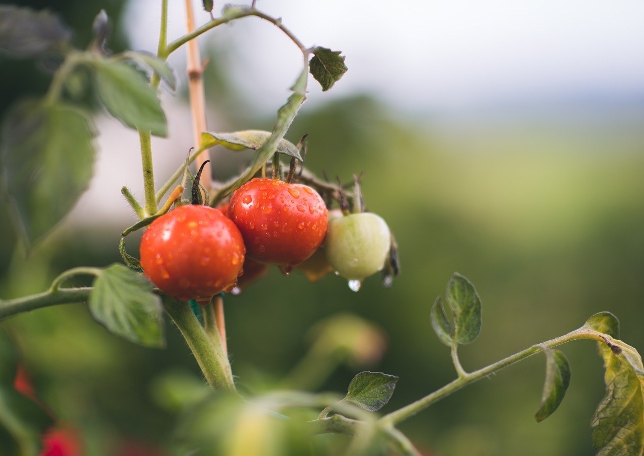 la pianta di pomodoro