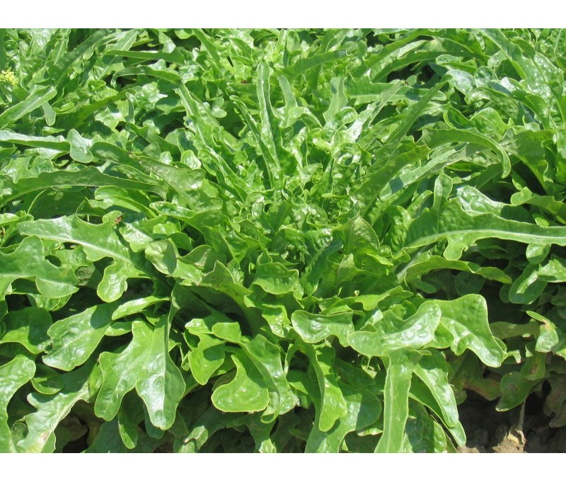 lattuga barba dei frati verde