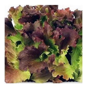 lattuga foglia di quercia mix