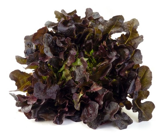 lattuga foglia di quercia rossa