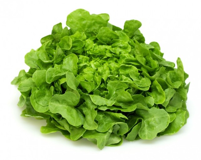 lattuga foglia di quercia verde