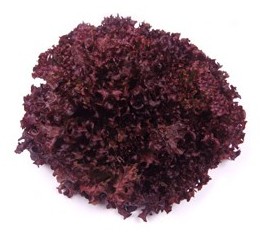 lattuga lollo rossa