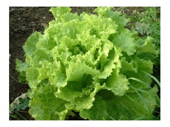 lattuga lollo verde