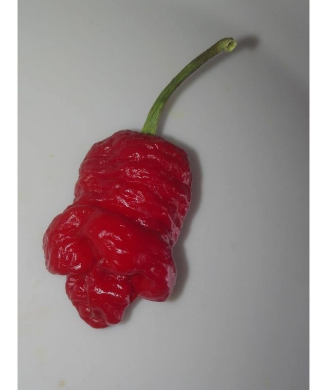 little bastard