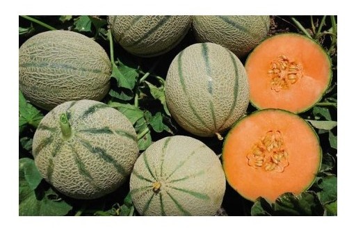 melone francesino