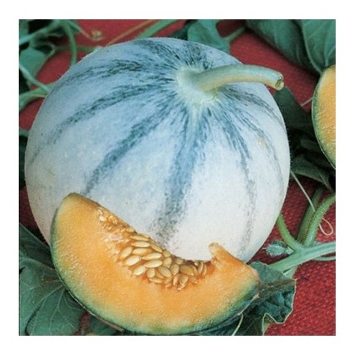 melone liscio charentais