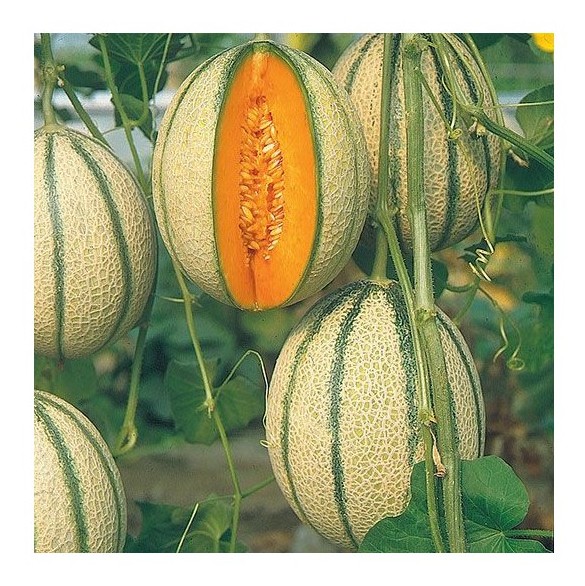 melone retato pepito