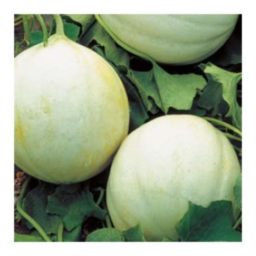 melone summer dream