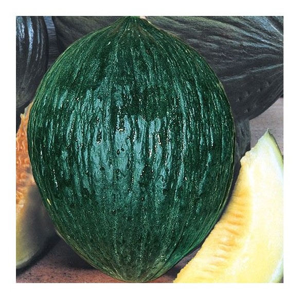 melone verde invernale