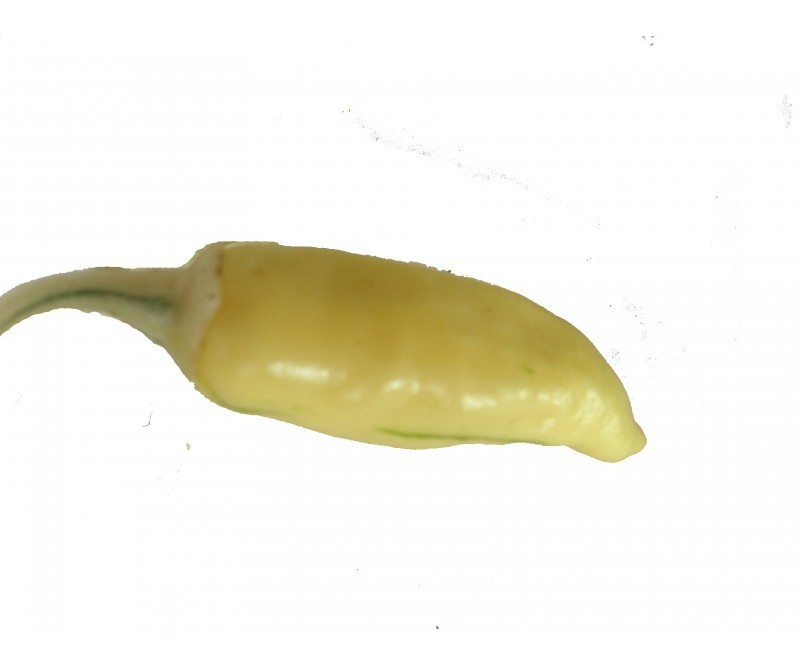 milk pepper