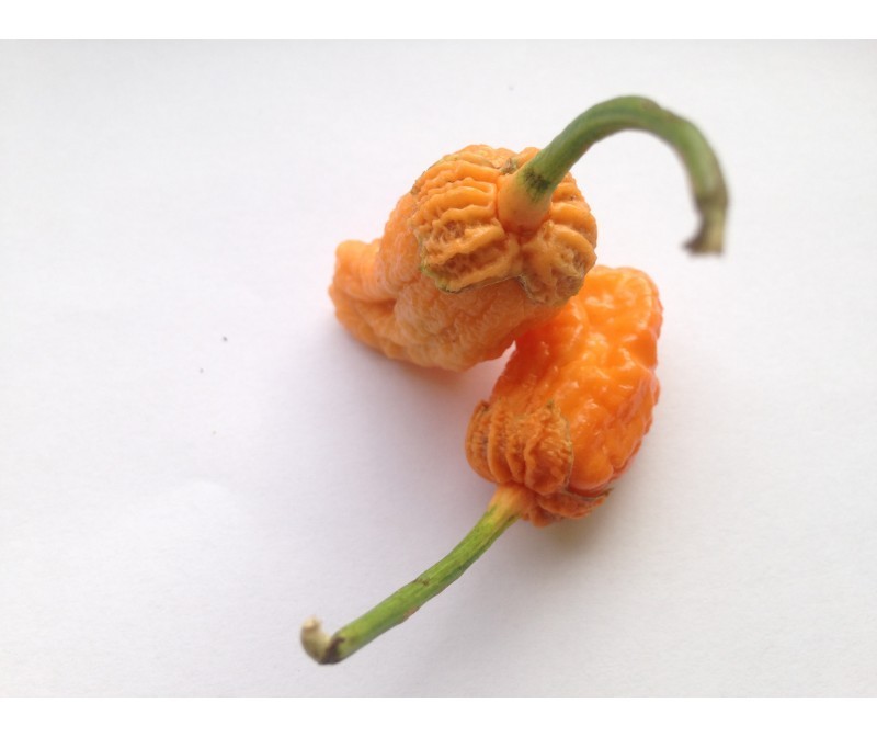 minigum orange